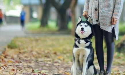 单身为什么叫单身狗而不是单身猫图5