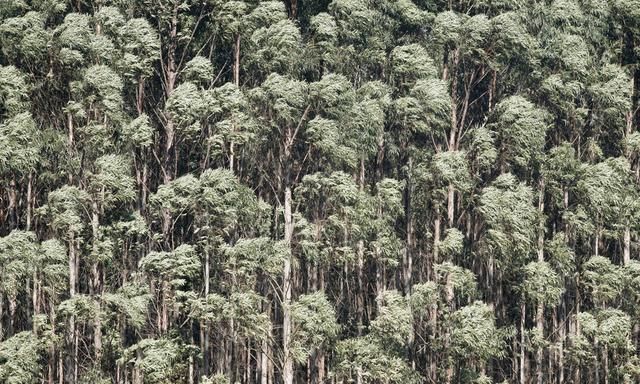 桉树种植技术分析与研究,未来20年速生桉树前景怎样图1