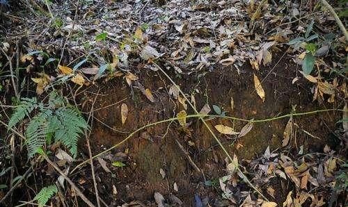 雨林地区的土壤肥沃吗,雨林的土壤肥沃吗图3