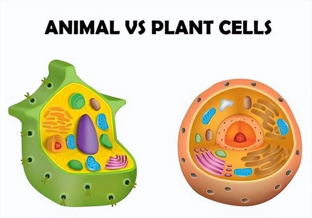 植物干细胞和动物干细胞的区别图2