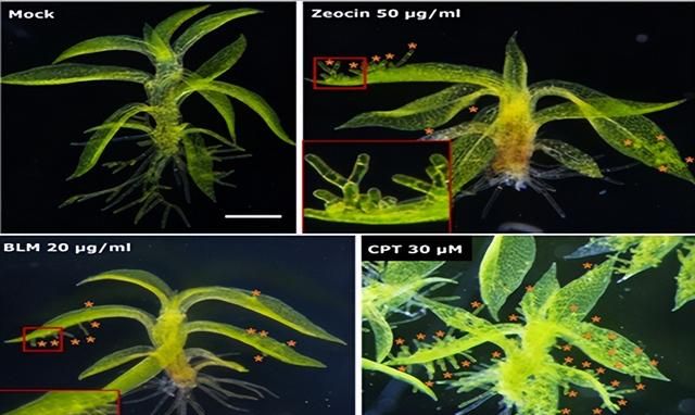 植物干细胞和动物干细胞的区别图9