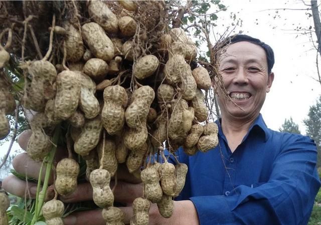 花生如何种植不生虫(花生怎么养不长虫)图7