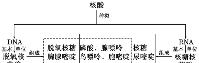 高一生物细胞核的结构和功能知识点图2