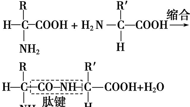 高一生物细胞核的结构和功能知识点图3