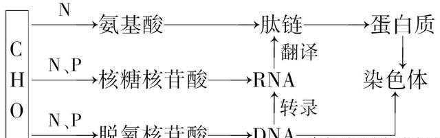 高一生物细胞核的结构和功能知识点图5