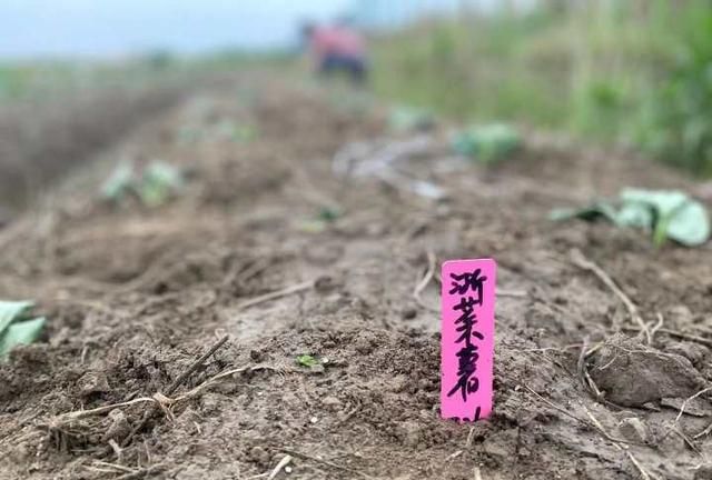 跟着记者去种地｜降糖降脂营养丰富，餐桌上的粮和菜，有它就够了图6