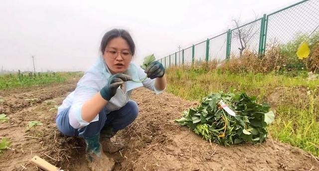 跟着记者去种地｜降糖降脂营养丰富，餐桌上的粮和菜，有它就够了图8