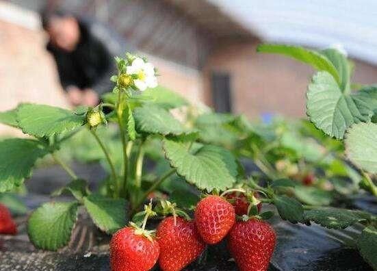 什么时候种草莓是最佳时期(什么时候种草籽好)图3