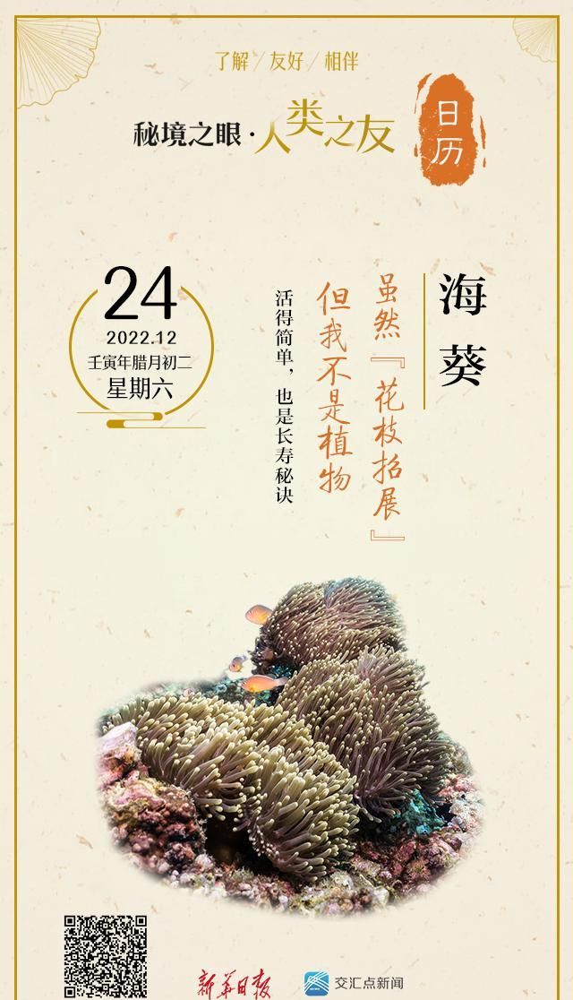 秘境之眼·人类之友 日历 | 海葵：虽然“花枝招展”，但我不是植物图1