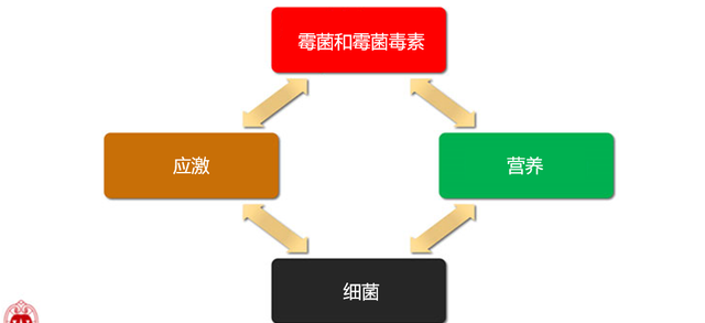 淀粉是否能造成消化疾病的原因,淀粉会被消化成什么图2