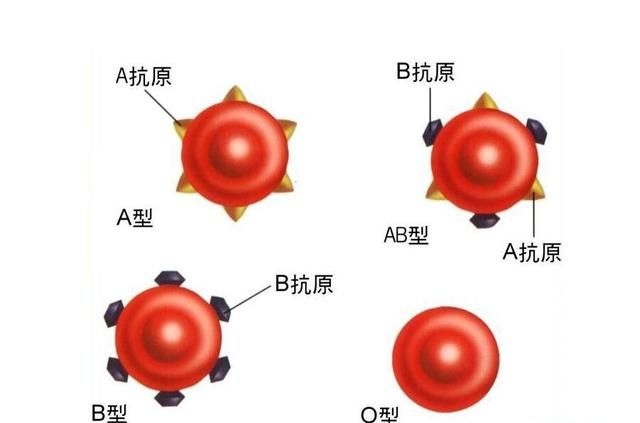 o型血是不是万能血吗(o型血稀有吗)图1