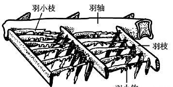 鸟怎样抖动羽毛,鸟的羽毛怎么保护图1