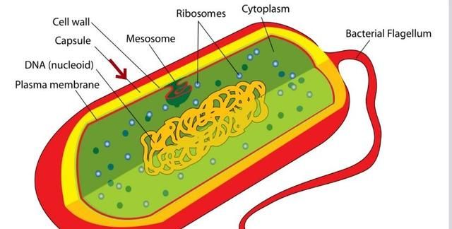 为什么严格意义上说病毒不算生物图1