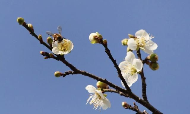 俗语“早见春一家亲，晚见春男遮运”，咋说今年见春是早是晚图1