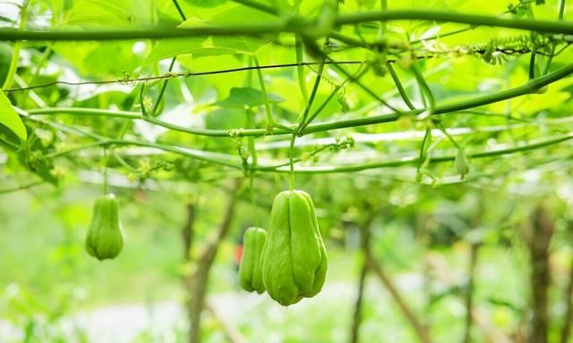 佛手瓜怎样种植结得多(阳台盆栽佛手瓜的种植方法)图4