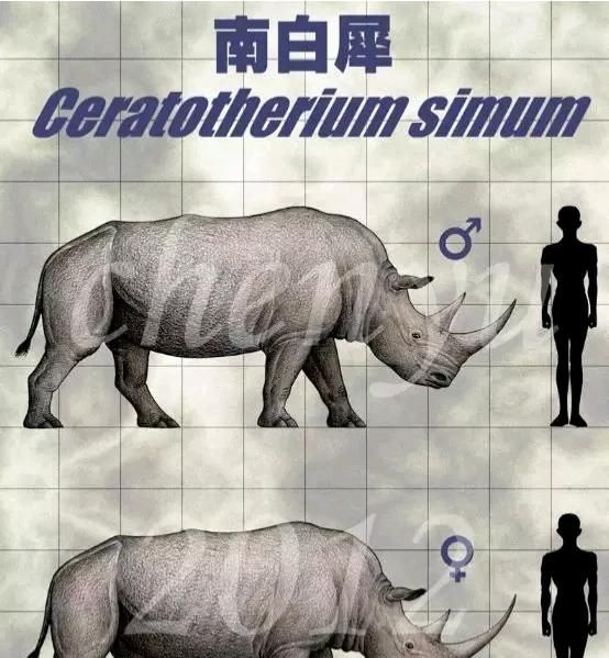 犀牛有几种(犀牛有几种倒角方法)图12