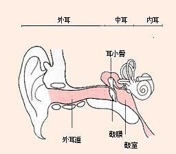 耳朵里的蜜蜂怎么拿出来好图2