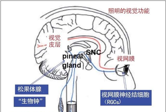 蝙蝠看不见东西吗?那为什么还要长眼睛呢图8