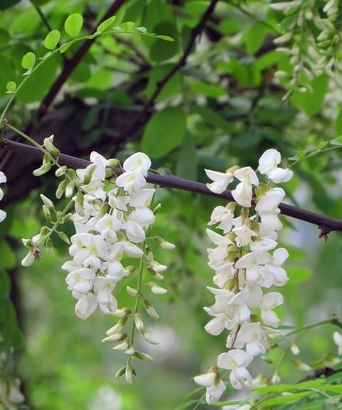 洋槐花咋保存好,洋槐花怎么保存才好图1