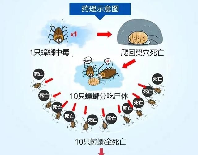 灭蟑螂最靠谱的是这2招(灭蟑螂最好的家庭方法)图17