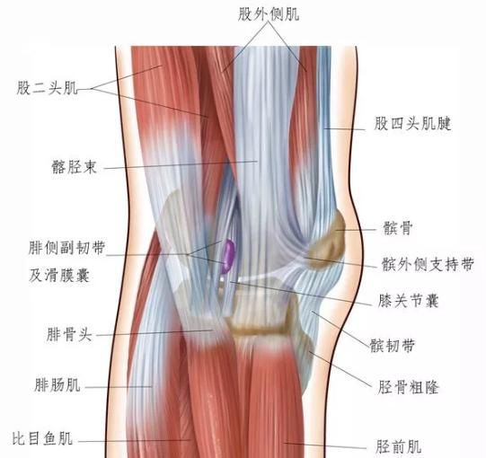 怎么锻炼腿,怎么锻炼腿部肌肉图2