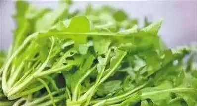 湛蓝 | 结草衔环·春天网红野菜·荠图1