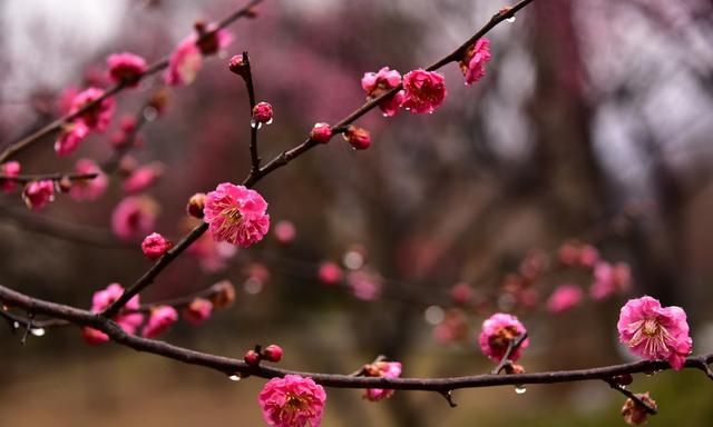 梅花比较常见的品种有哪些,你能分出不同品种的梅花吗图1