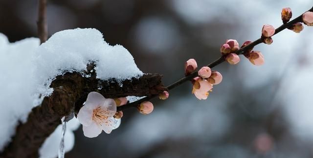 梅花比较常见的品种有哪些,你能分出不同品种的梅花吗图6