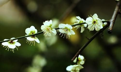 梅花比较常见的品种有哪些,你能分出不同品种的梅花吗图8