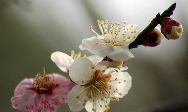 梅花比较常见的品种有哪些,你能分出不同品种的梅花吗图10