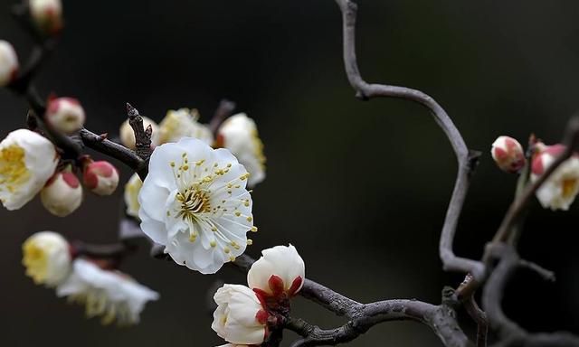 梅花比较常见的品种有哪些,你能分出不同品种的梅花吗图11