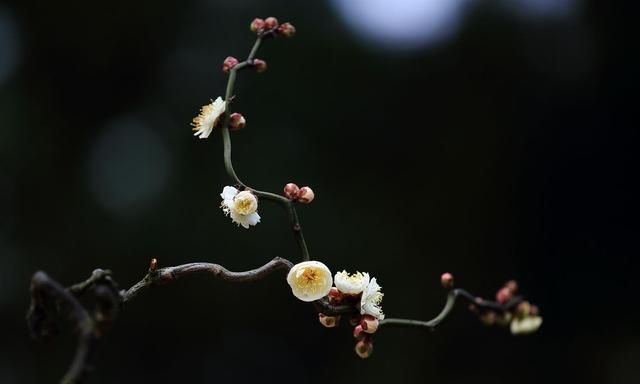 梅花比较常见的品种有哪些,你能分出不同品种的梅花吗图12