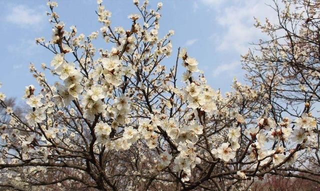 梅花比较常见的品种有哪些,你能分出不同品种的梅花吗图17