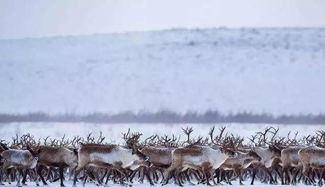 给圣诞老人拉雪橇的是驯鹿还是麋鹿?图7