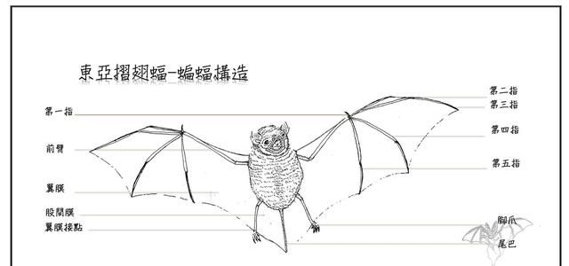 蝙蝠跟老鼠为什么长得很像图6