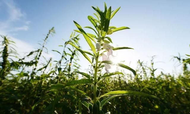 如何辨别真假黑芝麻(如何辨别真假黑芝麻)图1