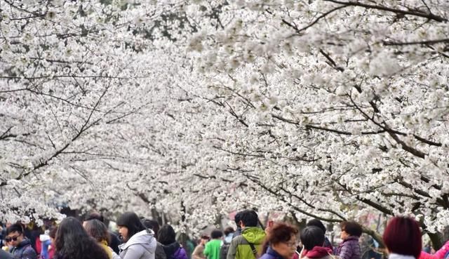 武汉木兰花乡的郁金香花海开了吗图2