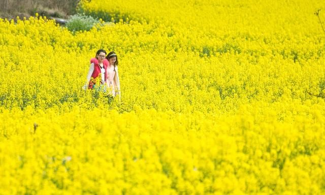 武汉木兰花乡的郁金香花海开了吗图4