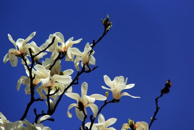 武汉木兰花乡的郁金香花海开了吗图14