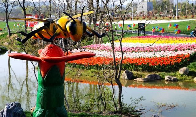 武汉木兰花乡的郁金香花海开了吗图19