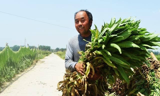 云南懒人菜种植技术图5