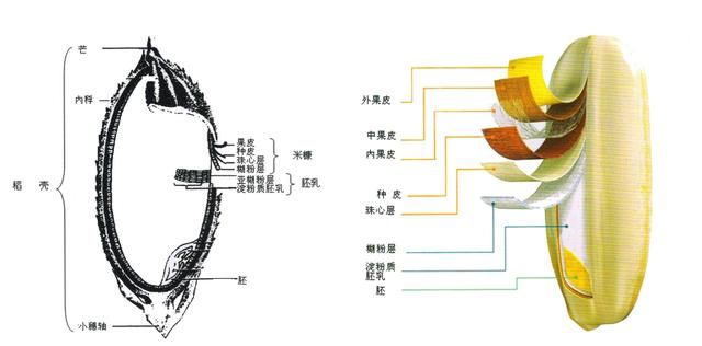 粳米与糙米有什么区别图3