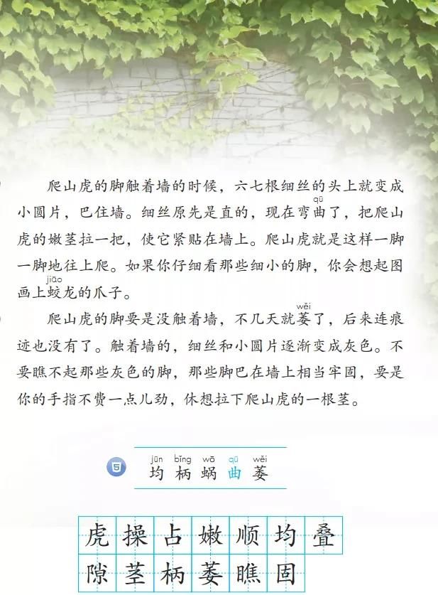 部编版四年级语文上册第10课《爬山虎的脚》课件及同步练习图2