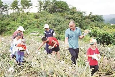 菠萝香浓郁超甜(满山遍野的菠萝飘香)图1