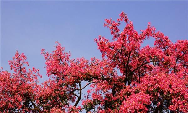 美丽异木棉的果子可以吃吗,异木棉果实有什么用图2