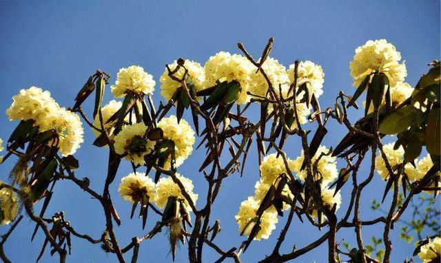 四川凉山索玛花在哪里,索玛花儿向阳开完整版图2