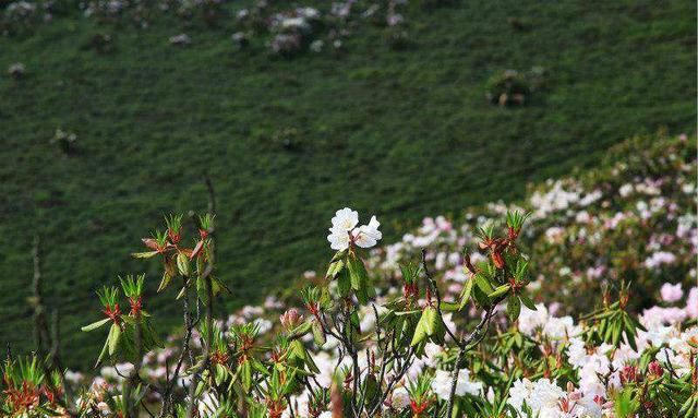 四川凉山索玛花在哪里,索玛花儿向阳开完整版图3