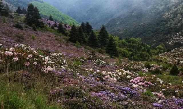 四川凉山索玛花在哪里,索玛花儿向阳开完整版图4