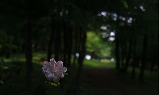 四川凉山索玛花在哪里,索玛花儿向阳开完整版图5