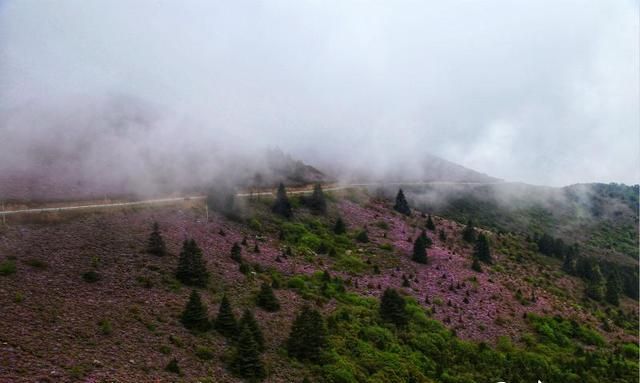 四川凉山索玛花在哪里,索玛花儿向阳开完整版图6